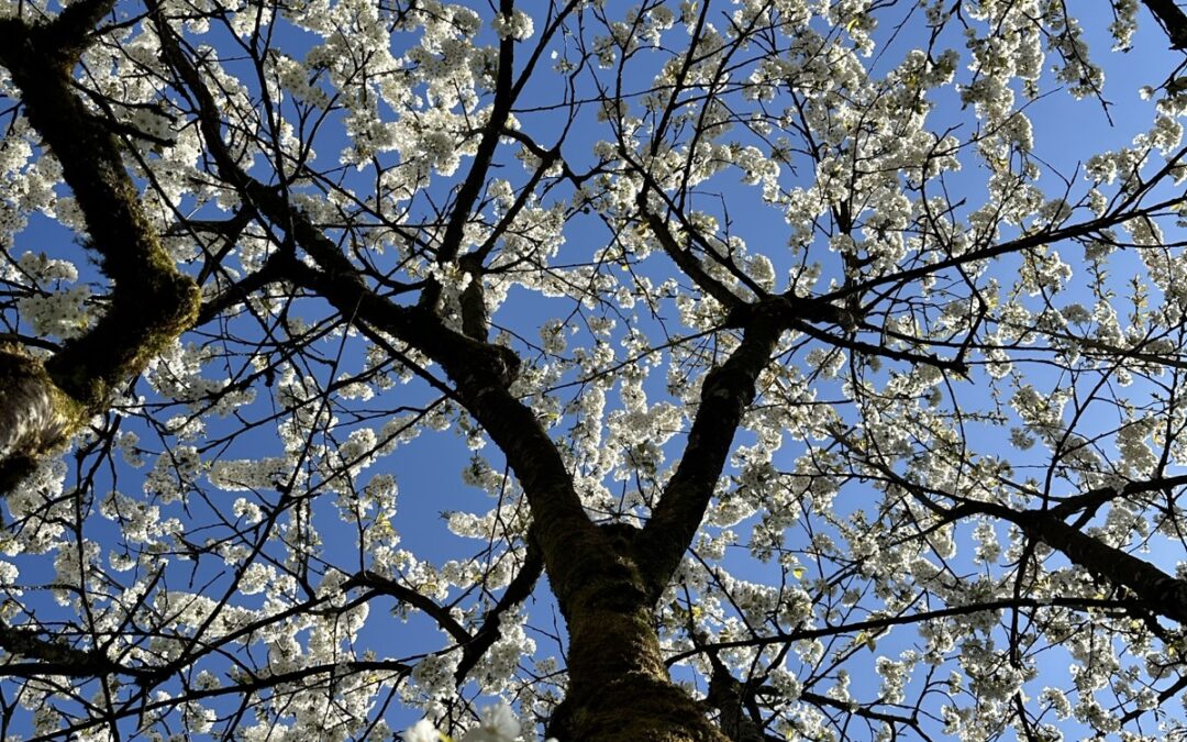 Veni – Vidi – Verdufti