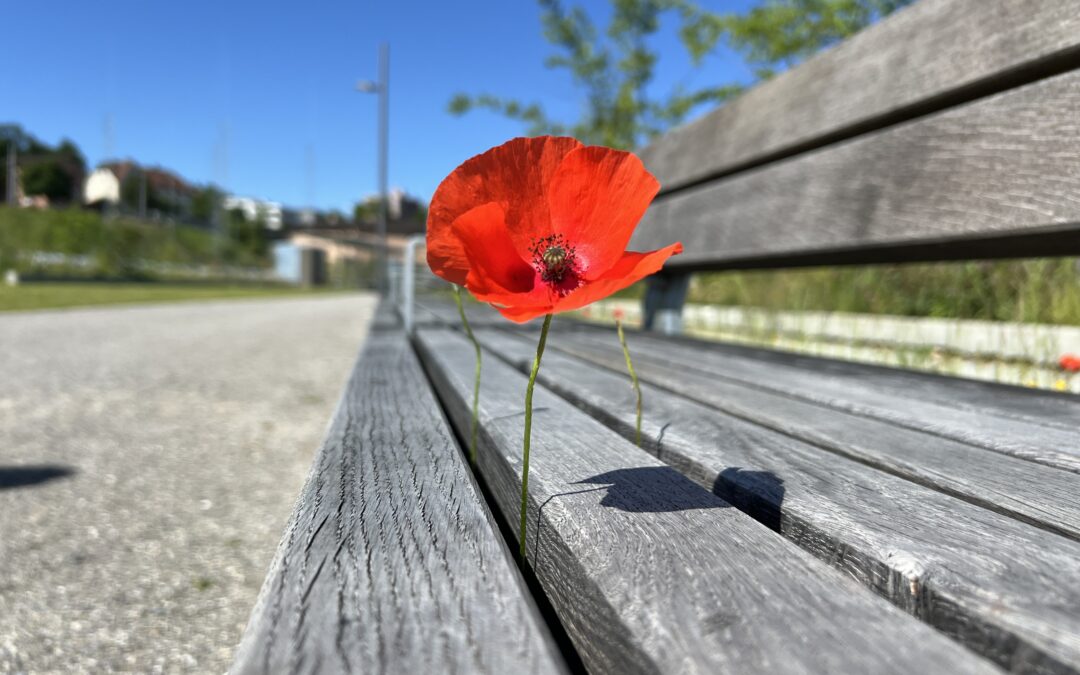 Der Weg des *(-1) resp., wenn Verlieren plötzlich (er)leuchtet