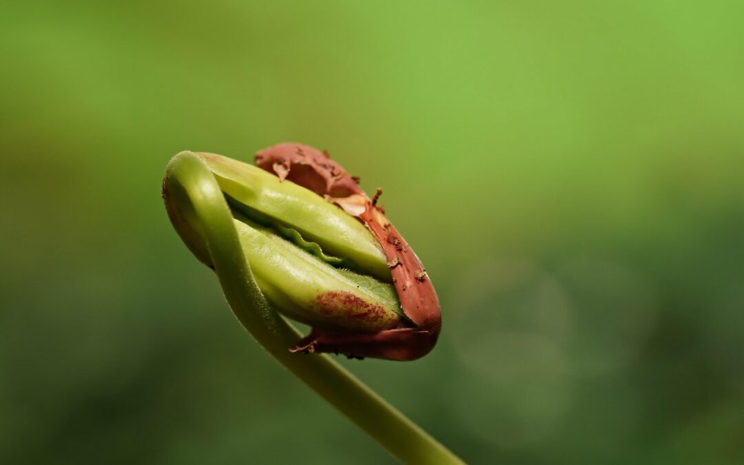 Wenn die Schale zum Sarg wird